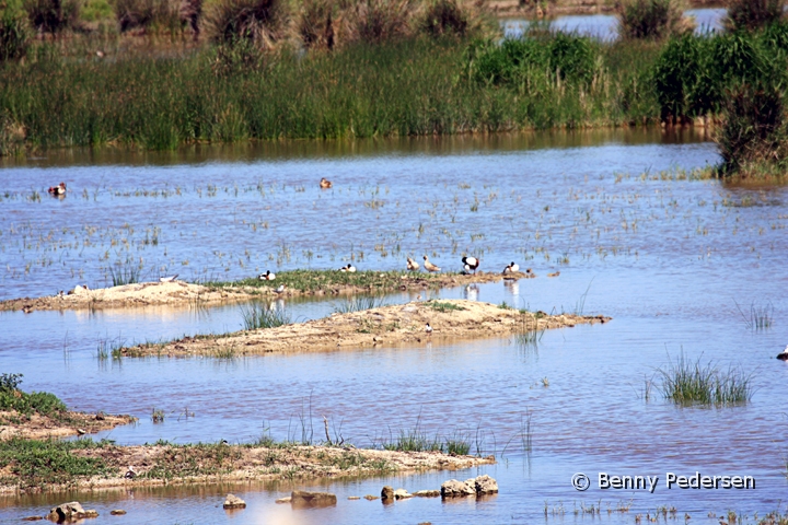 Parque natural de s'Albufera.jpg - Parque natural de s'Albufera